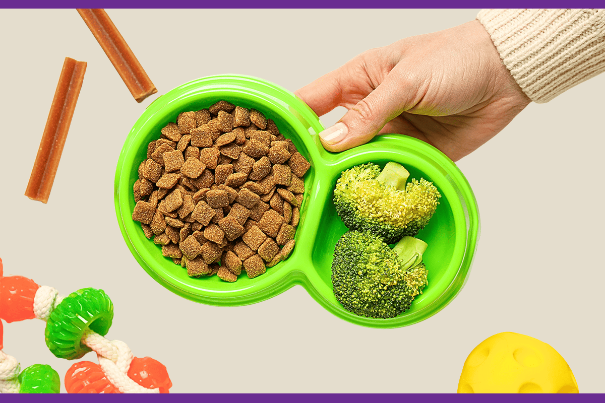 Best Fresh Dog Food Brands: Open Farm, Freshpet & The Farmer’s Dog