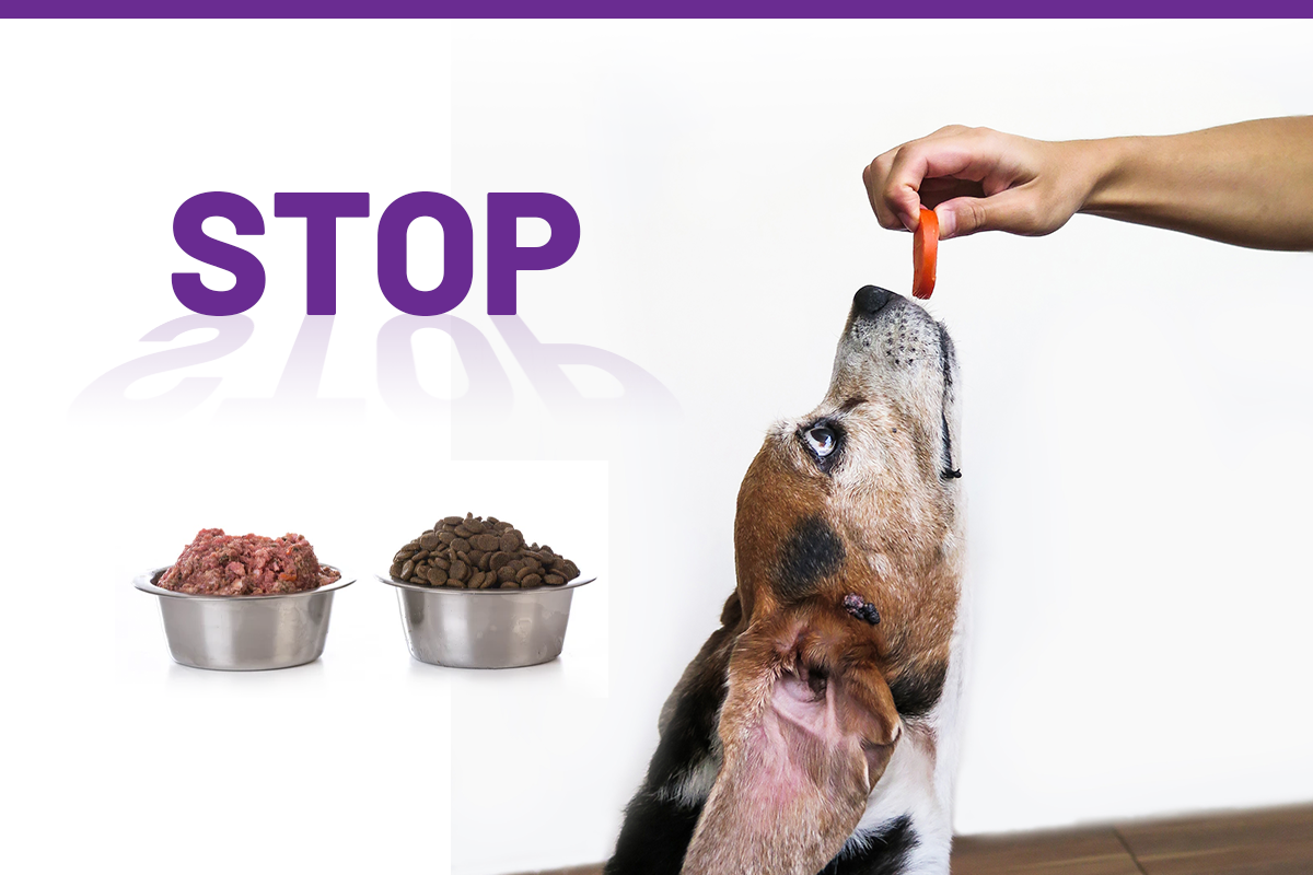 Dog reaching for a treat beside bowls of raw and dry dog food, highlighting common dog food options and ingredient choices.